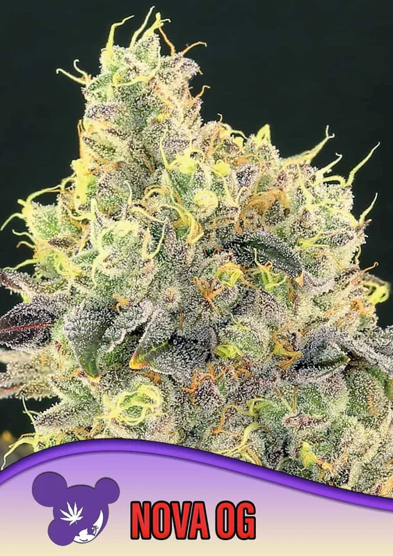 Nova OG van Anesia Seeds