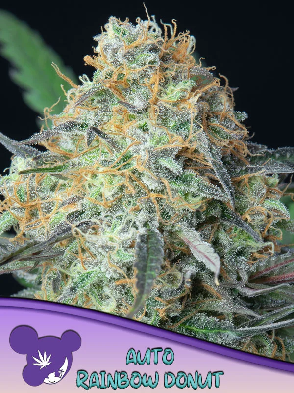 Rainbow Donut van Anesia Seeds