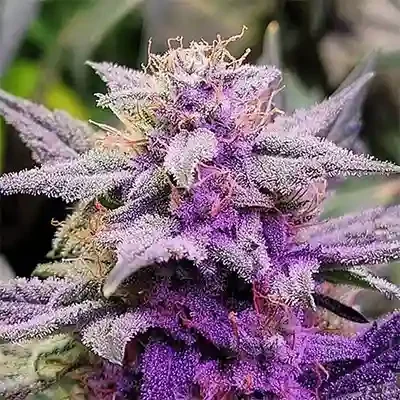 Purple Thai van Anesia Seeds