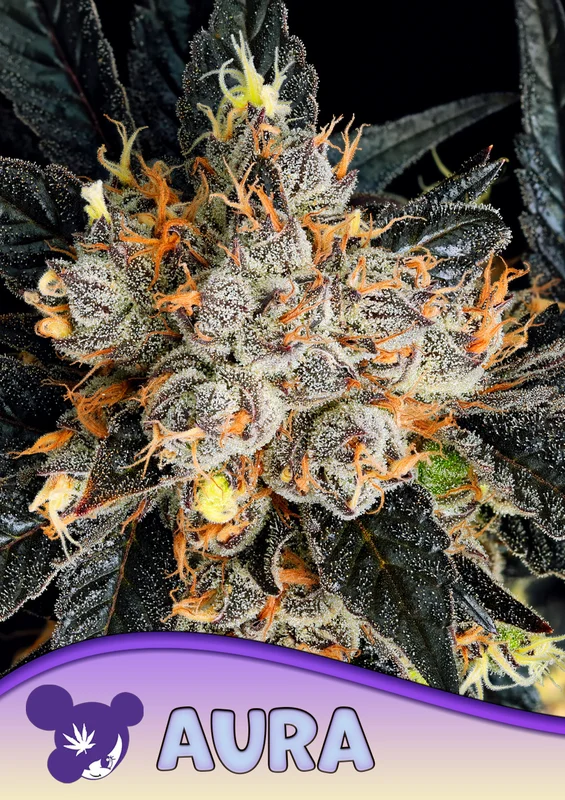 Aura van Anesia Seeds