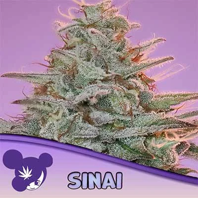 Sinai van Anesia Seeds