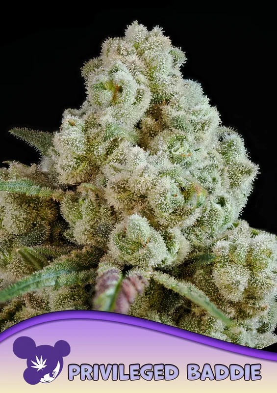 Privileged Baddie van Anesia Seeds