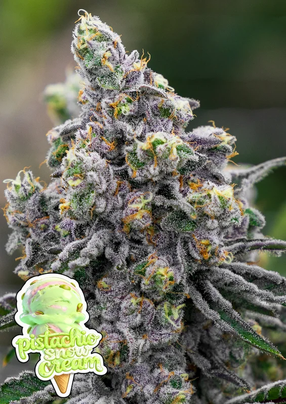 Pistachio Snow Cream van Anesia Seeds