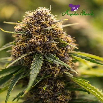 True Gold OG van Anesia Seeds