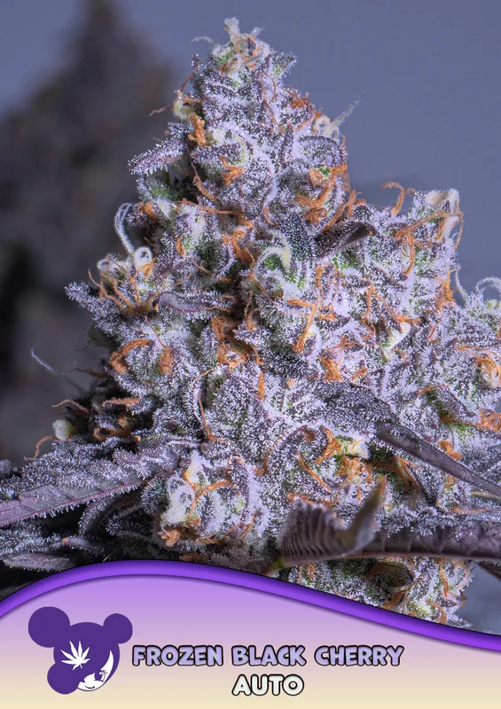 Frozen Black Cherry van Anesia Seeds