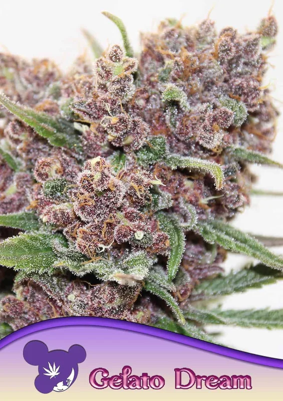 Gelato Dream van Anesia Seeds