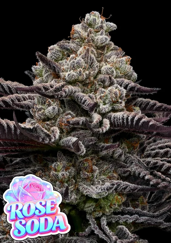 Rose Soda van Anesia Seeds