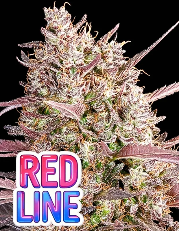 Redline van Anesia Seeds