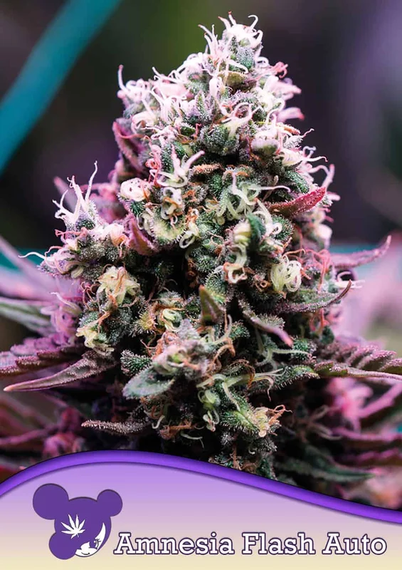 Amnesia Flash van Anesia Seeds