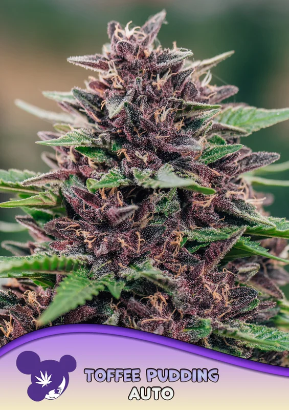 Toffee Pudding van Anesia Seeds