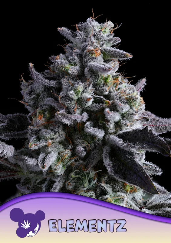 Elementz van Anesia Seeds