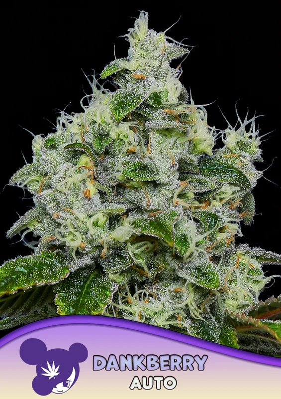 Dankberry van Anesia Seeds