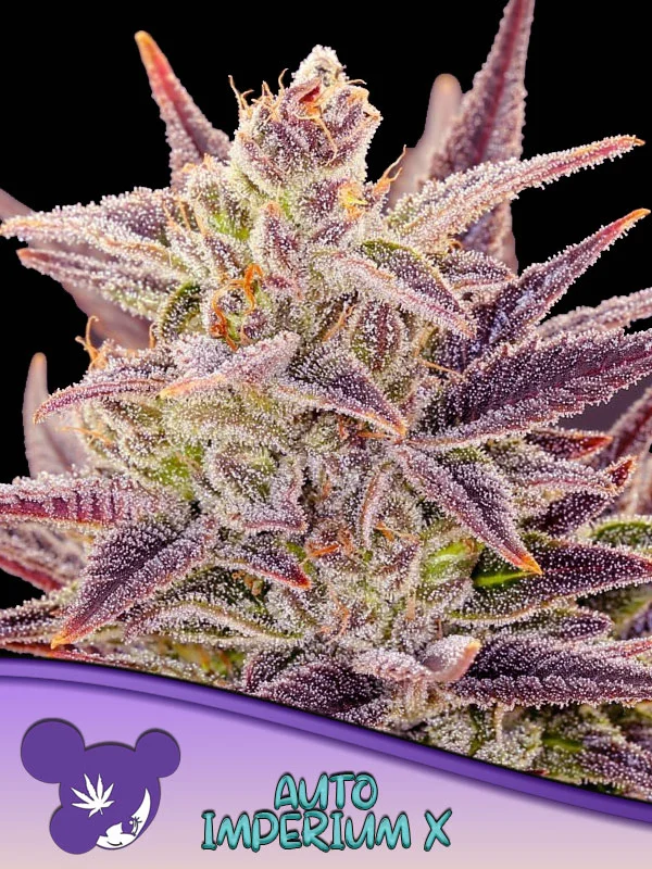 Imperium X van Anesia Seeds