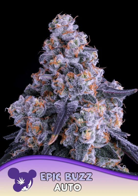Epic Buzz van Anesia Seeds