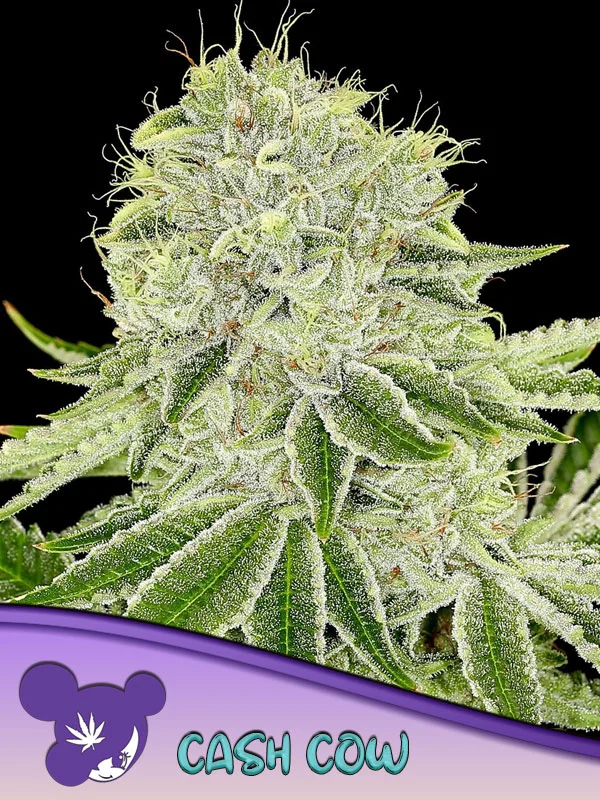 Cash Cow van Anesia Seeds