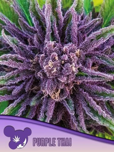 Purple Thai van Anesia Seeds
