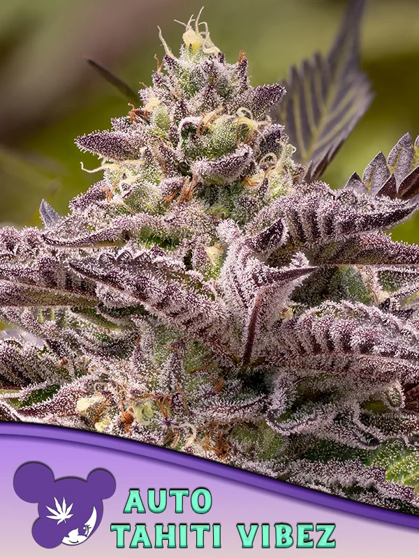 Tahiti Vibez van Anesia Seeds
