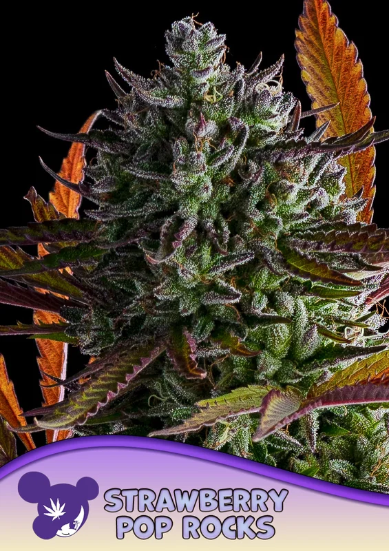 Strawberry Pop Rocks van Anesia Seeds