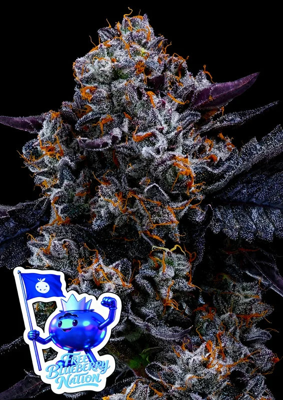 Free Blueberry Nation van Anesia Seeds