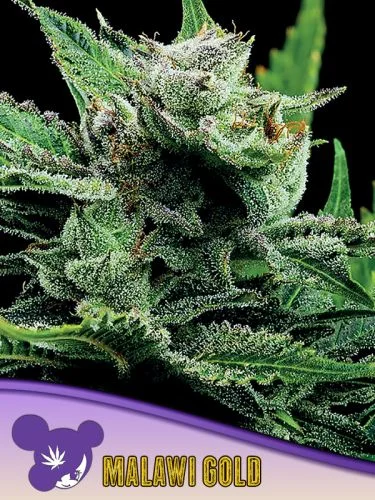 Malawi Gold van Anesia Seeds