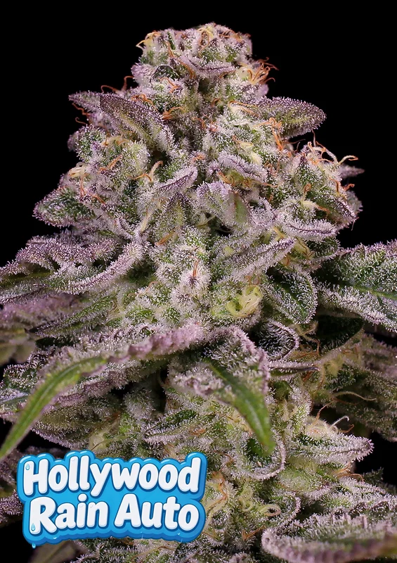Hollywood Rain van Anesia Seeds