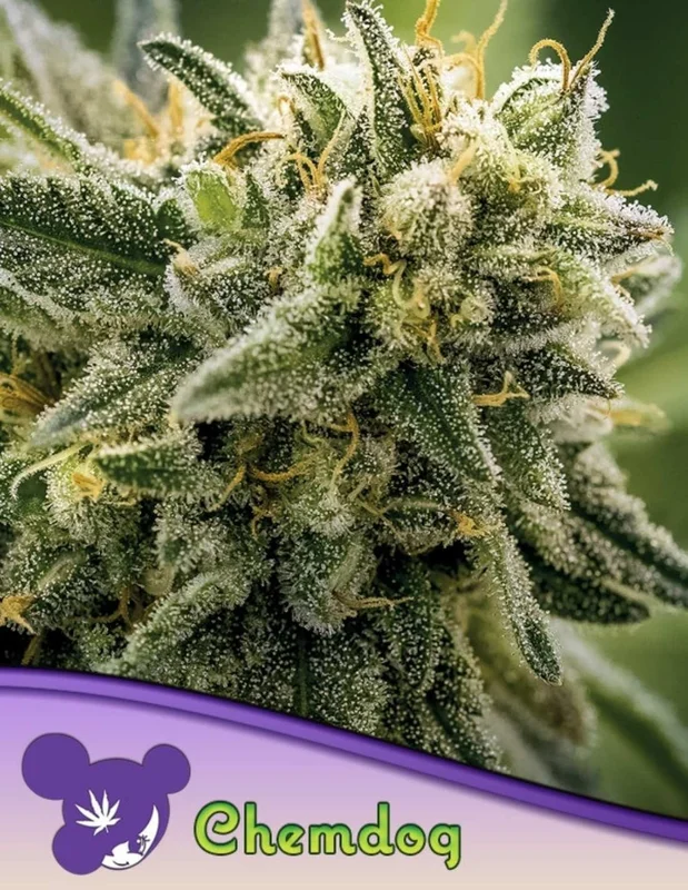 Chemdog van Anesia Seeds