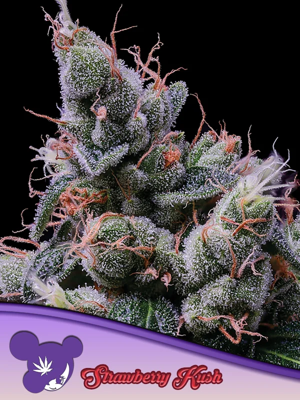 Strawberry Kush van Anesia Seeds