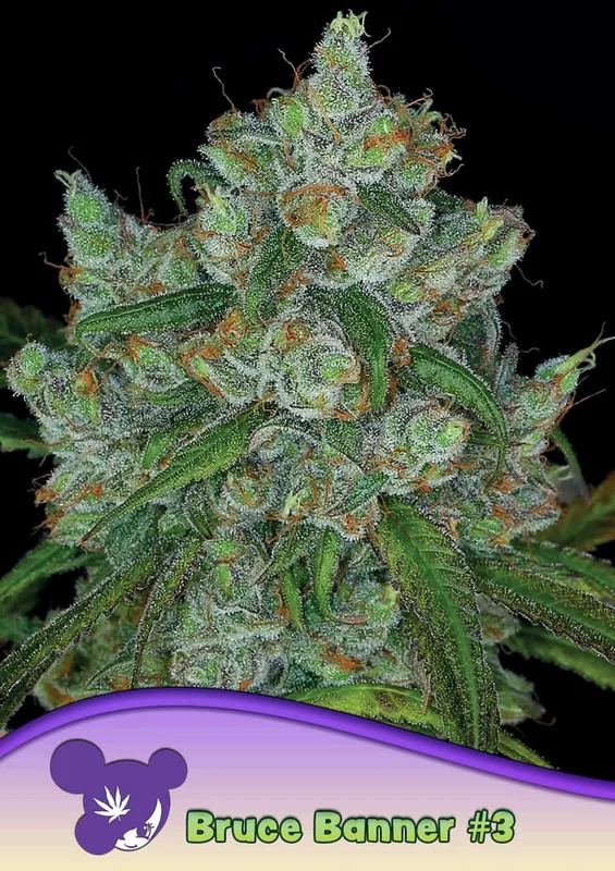 Bruce Banner #3 van Anesia Seeds