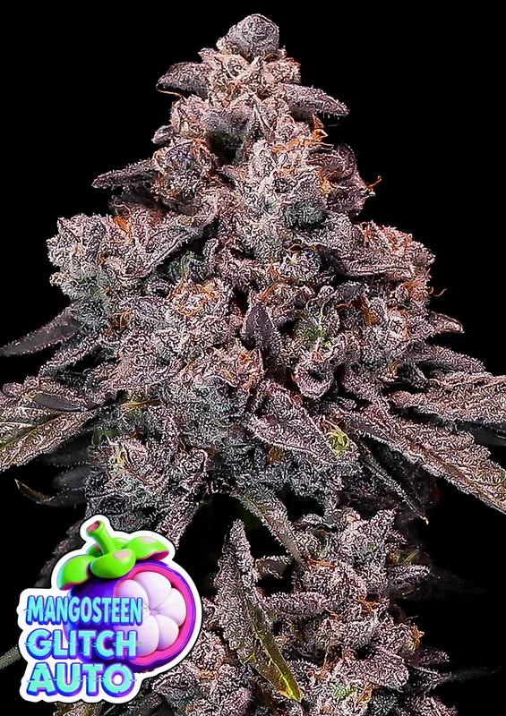Mangosteen Glitch van Anesia Seeds