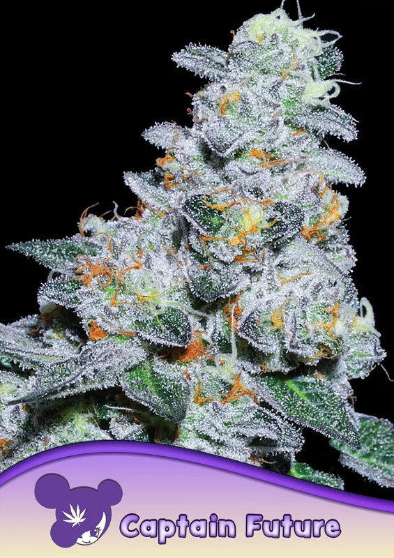 Captain Future van Anesia Seeds