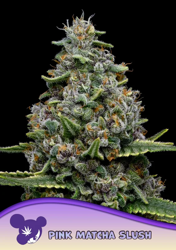 Pink Matcha Slush van Anesia Seeds