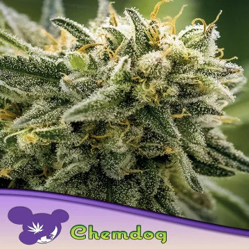 Chemdog van Anesia Seeds