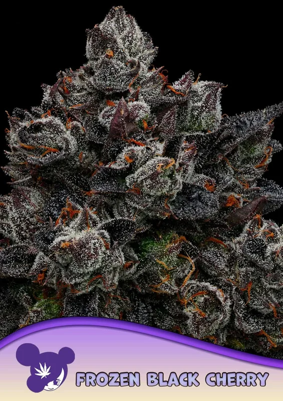 Frozen Black Cherry van Anesia Seeds