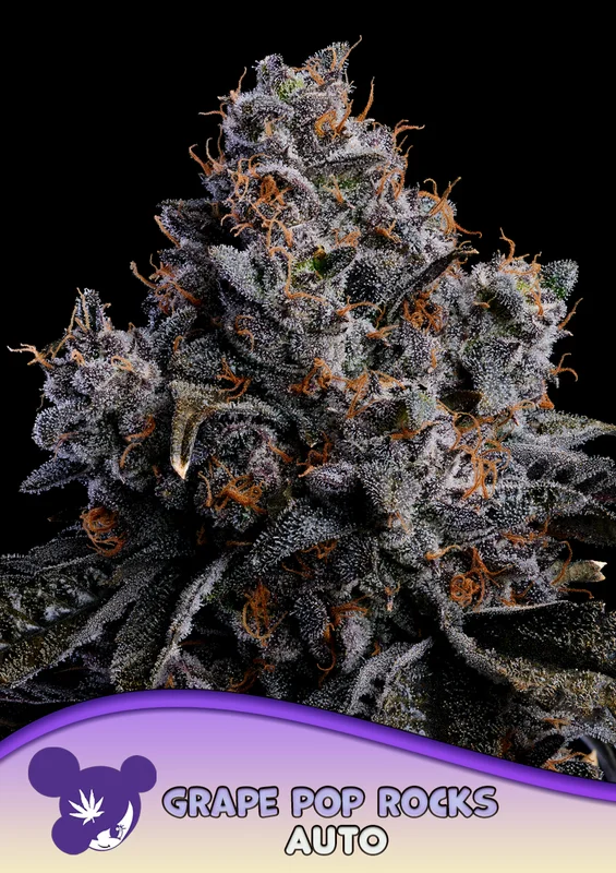 Grape Pop Rocks van Anesia Seeds