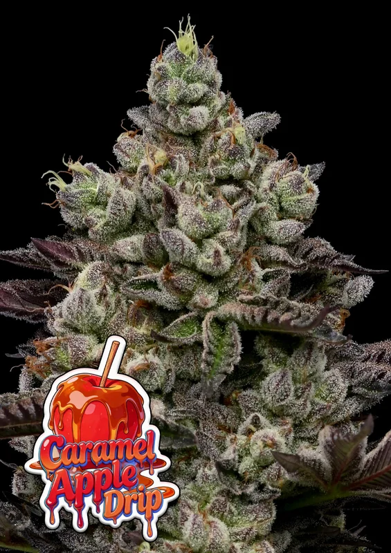 Caramel Apple Drip van Anesia Seeds