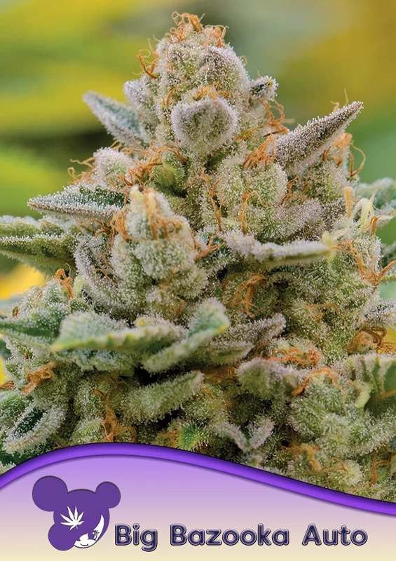 Big Bazooka van Anesia Seeds