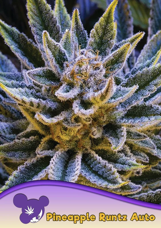 Pineapple Runtz van Anesia Seeds