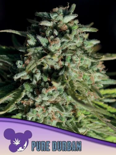 Pure Durban van Anesia Seeds