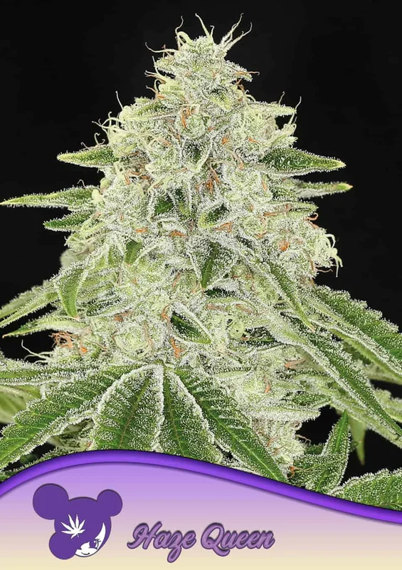 Haze Queen van Anesia Seeds