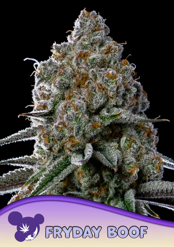 Fryday Boof van Anesia Seeds
