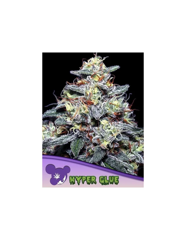 Hyper Glue van Anesia Seeds