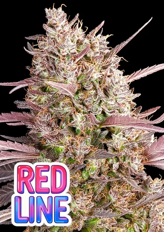 Redline van Anesia Seeds