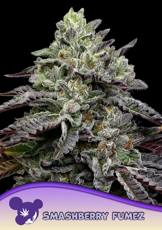 Smashberry Fumez van Anesia Seeds