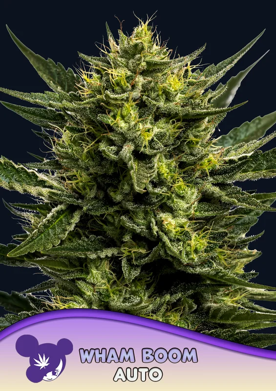 Wham Boom van Anesia Seeds