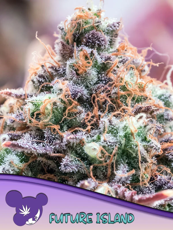 Future Island van Anesia Seeds