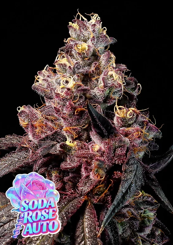 Soda Rose van Anesia Seeds