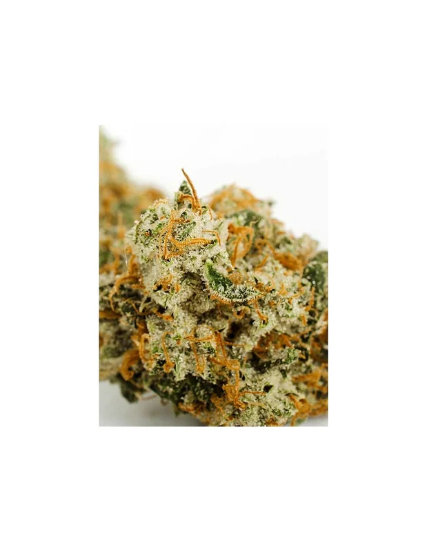 True Gold OG van Anesia Seeds