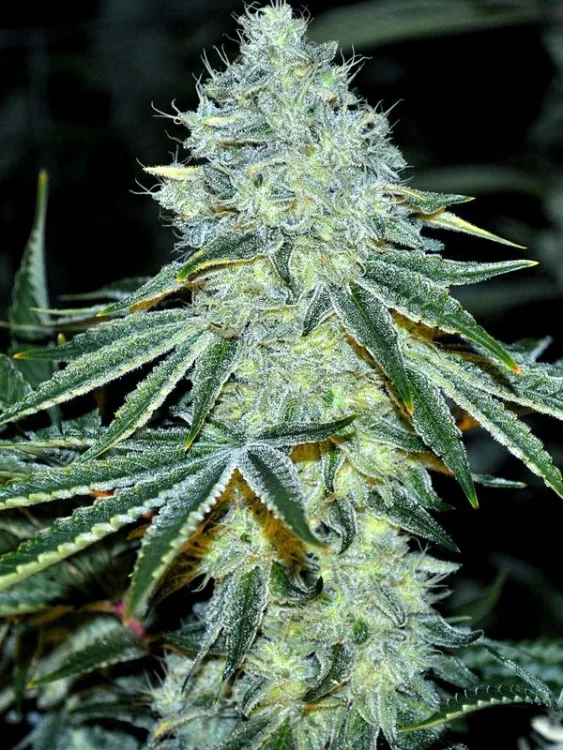 MAC van Anesia Seeds