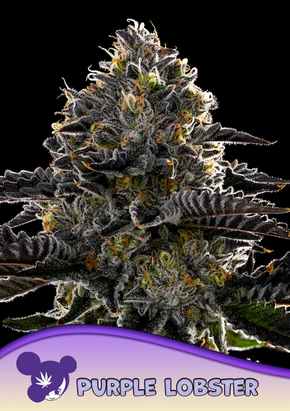 Purple Lobster van Anesia Seeds