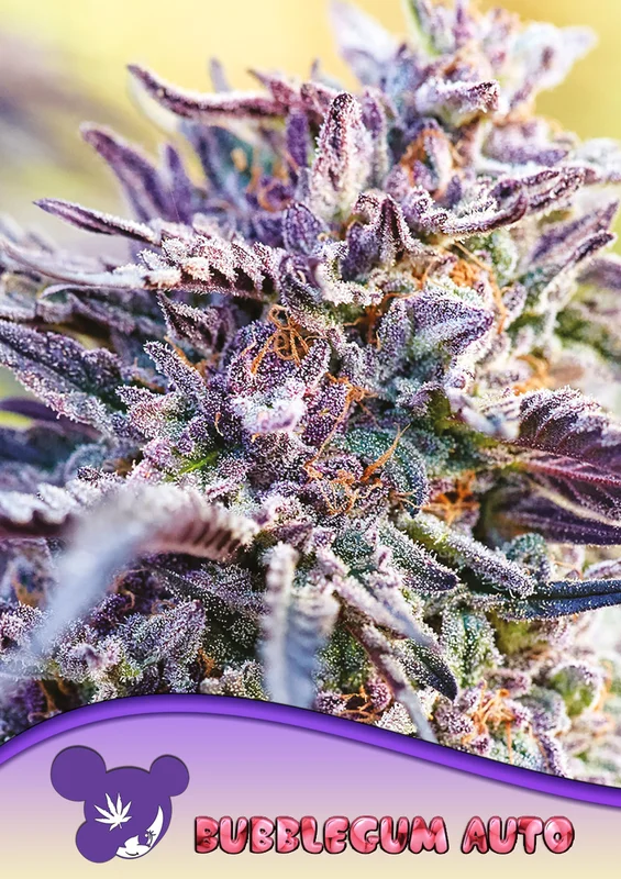 Bubblegum van Anesia Seeds